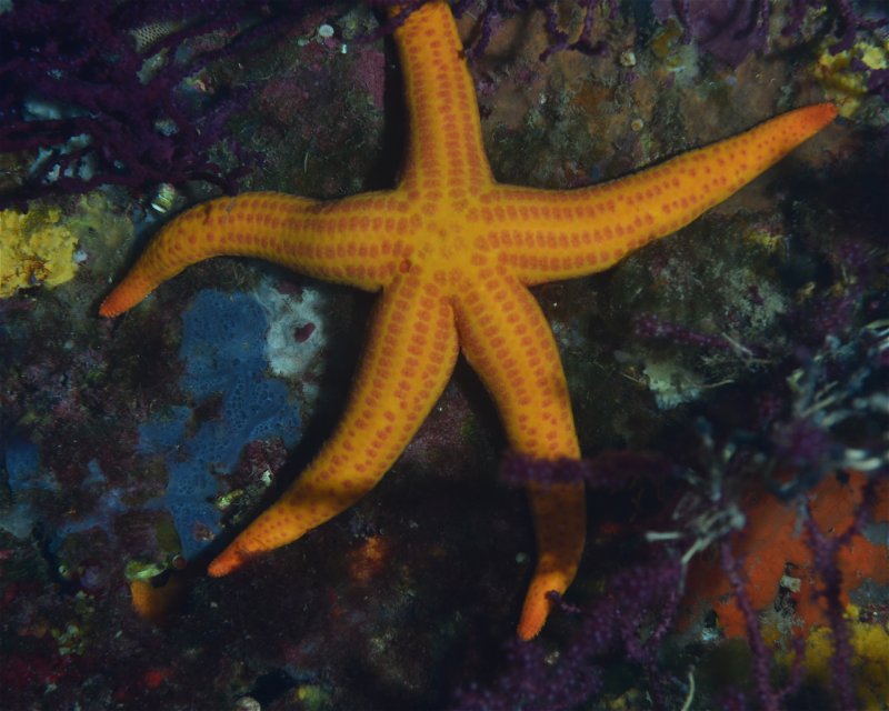 Divesite Image