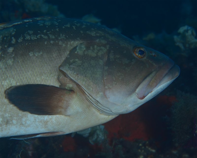 Divesite Image