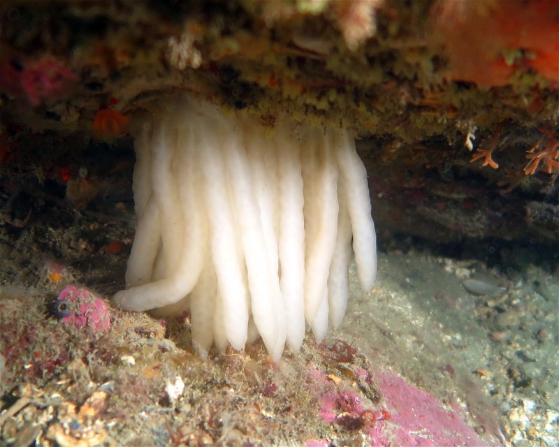Divesite Image