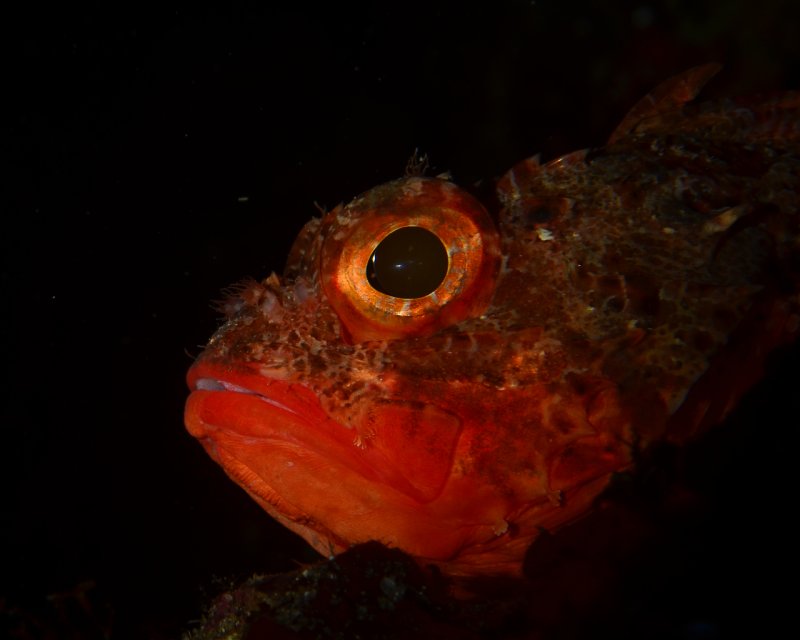 Divesite Image