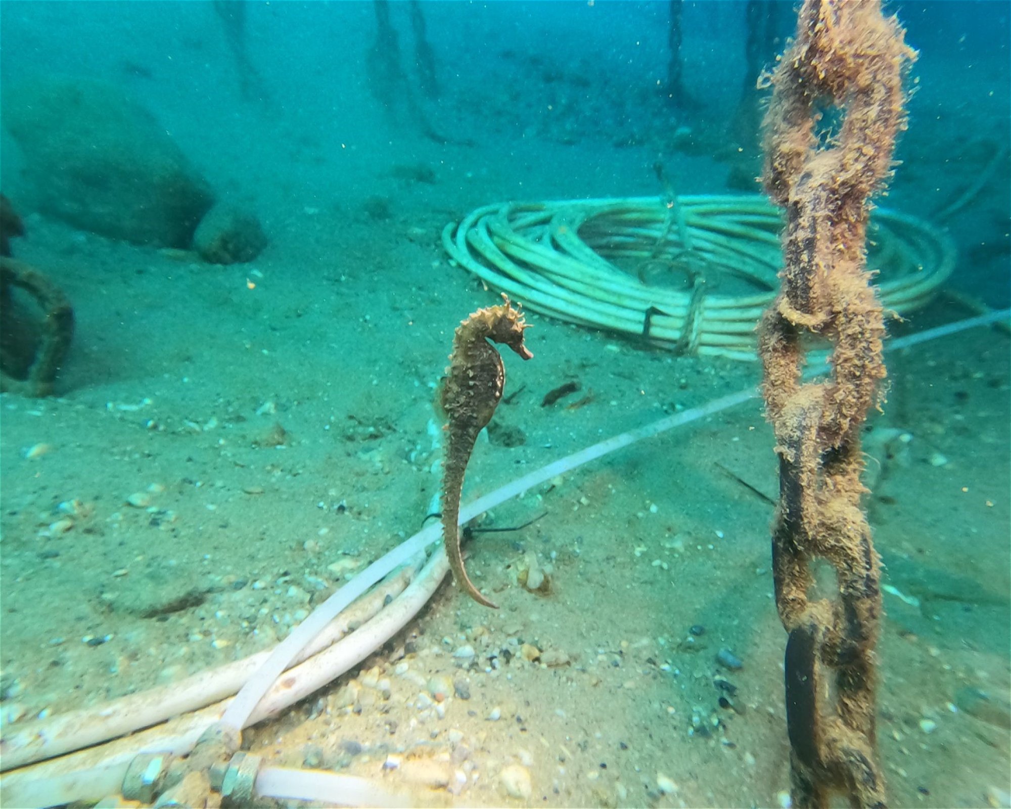 DIVING CENTER SERVICE NEREO SUB, 17028 SPOTORNO