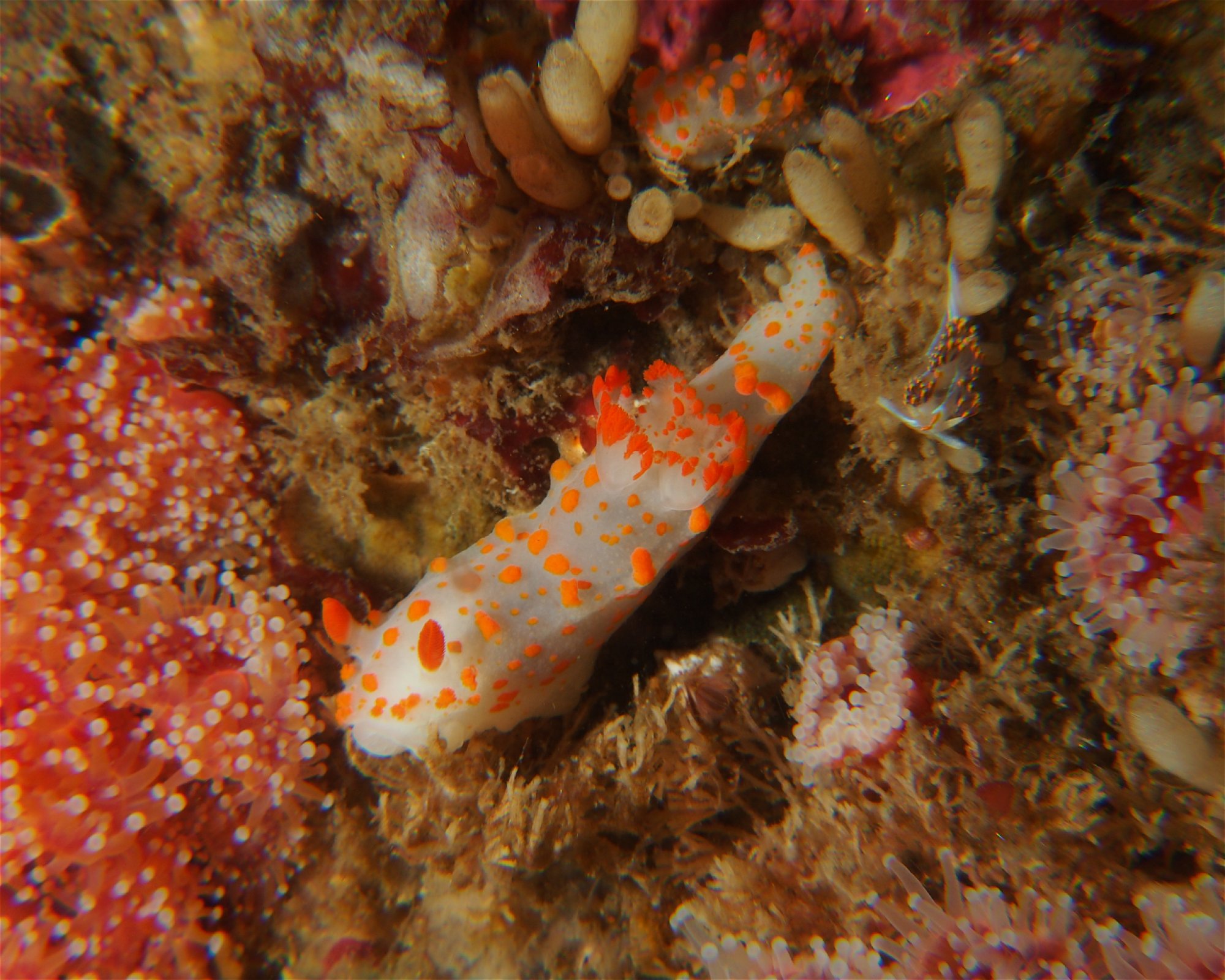 Channel Islands Scuba, 91360 Thousand Oaks