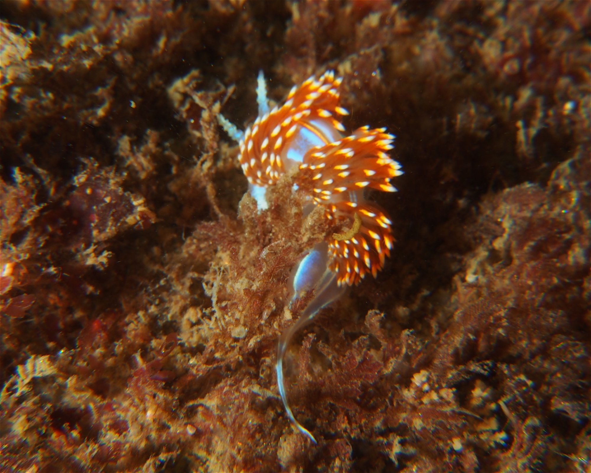 Channel Islands Scuba, 91360 Thousand Oaks