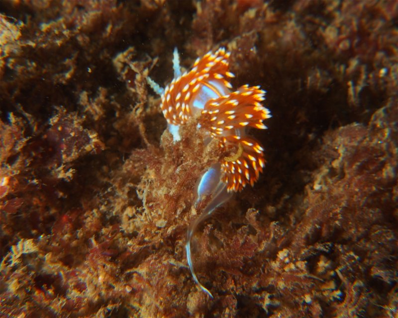Divesite Image