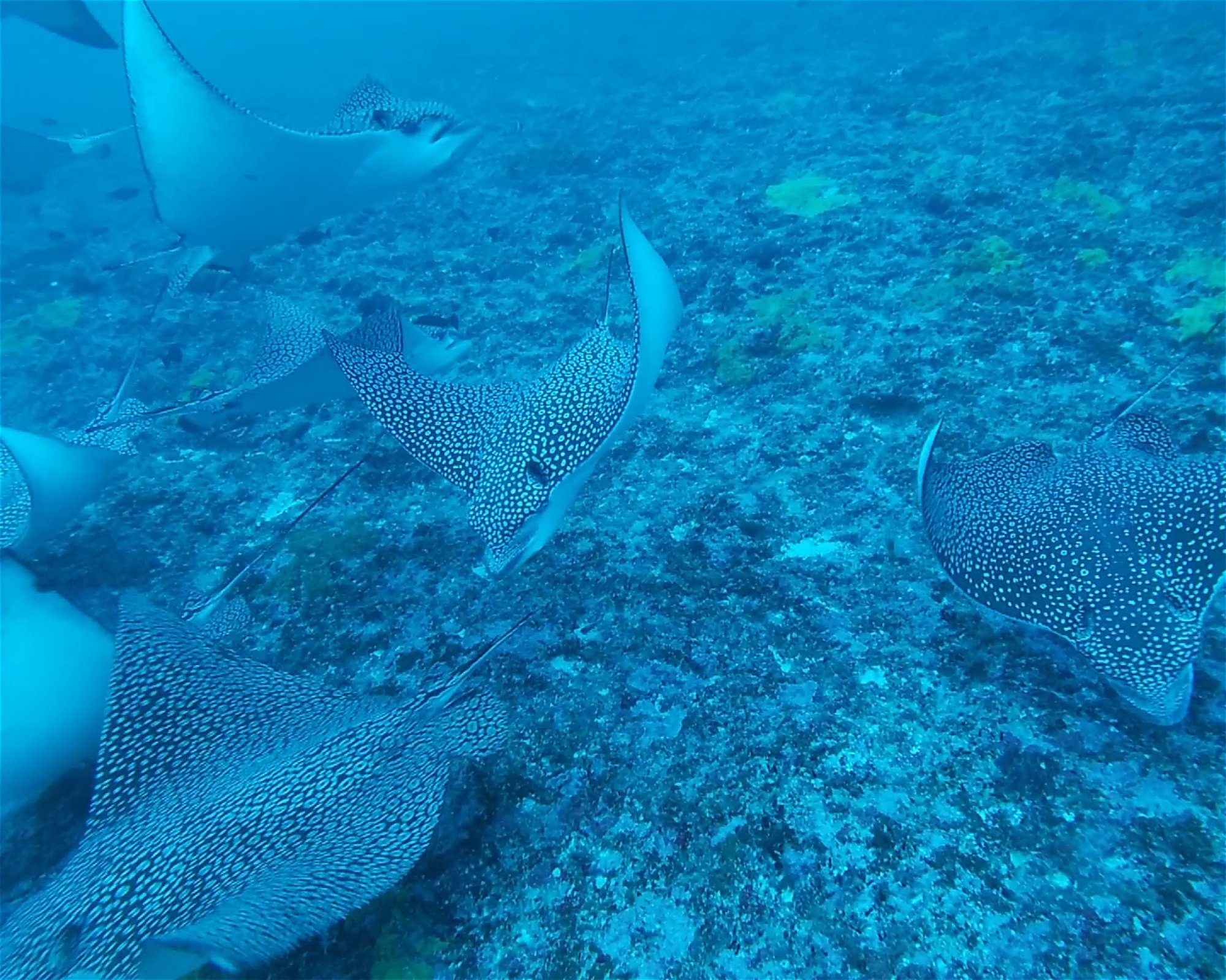 THE SIX PASSENGERS, 98775 AVATORU - RANGIROA