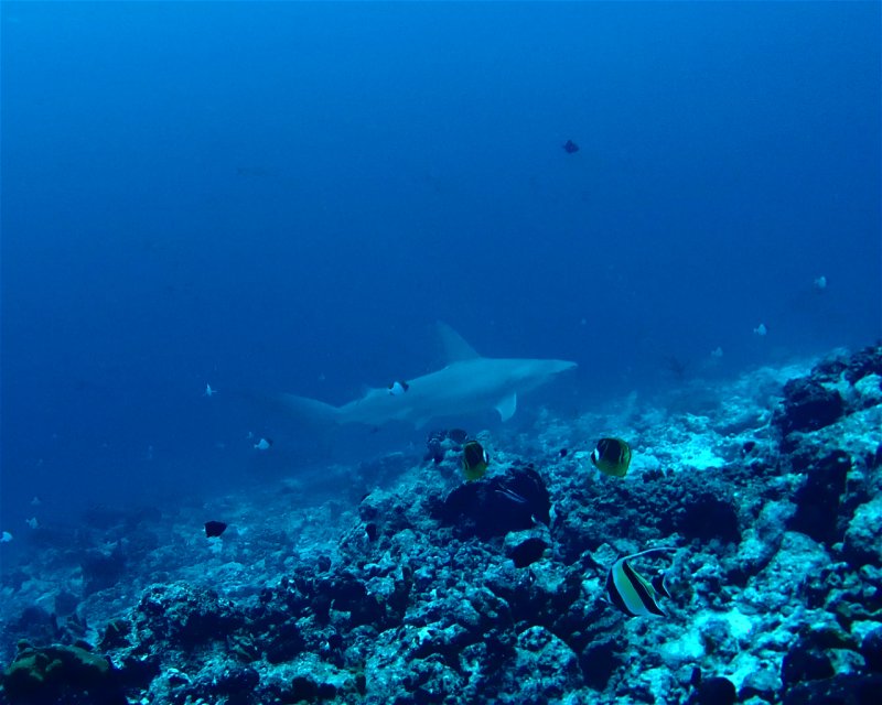 Divesite Image