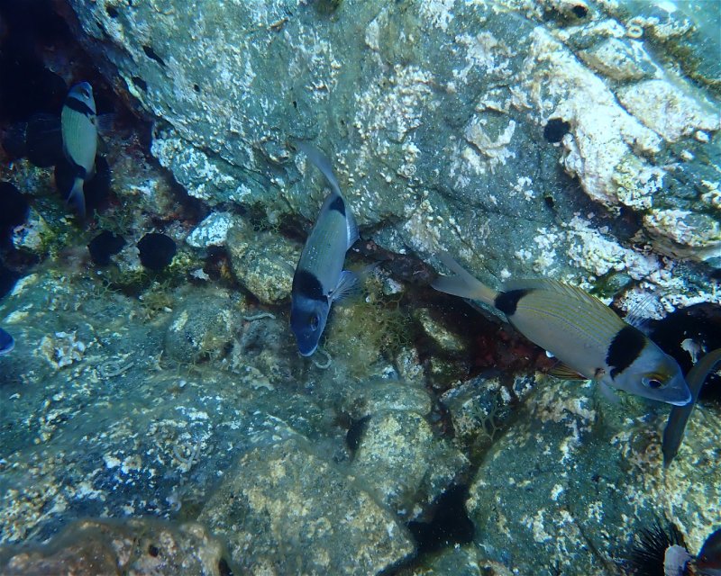 Divesite Image
