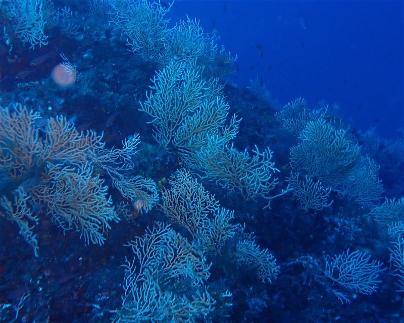 Divesite Image