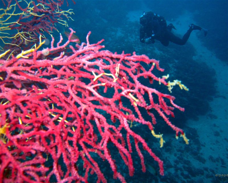 Divesite Image