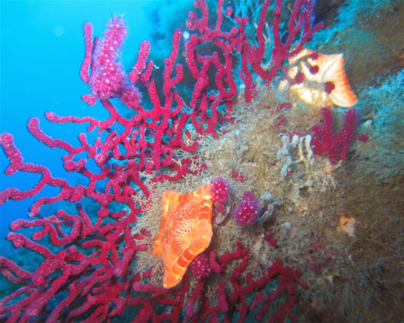 Divesite Image