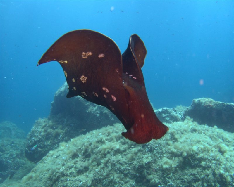 Divesite Image