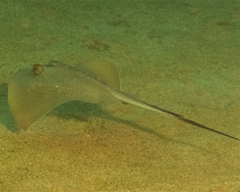 Divesite Image