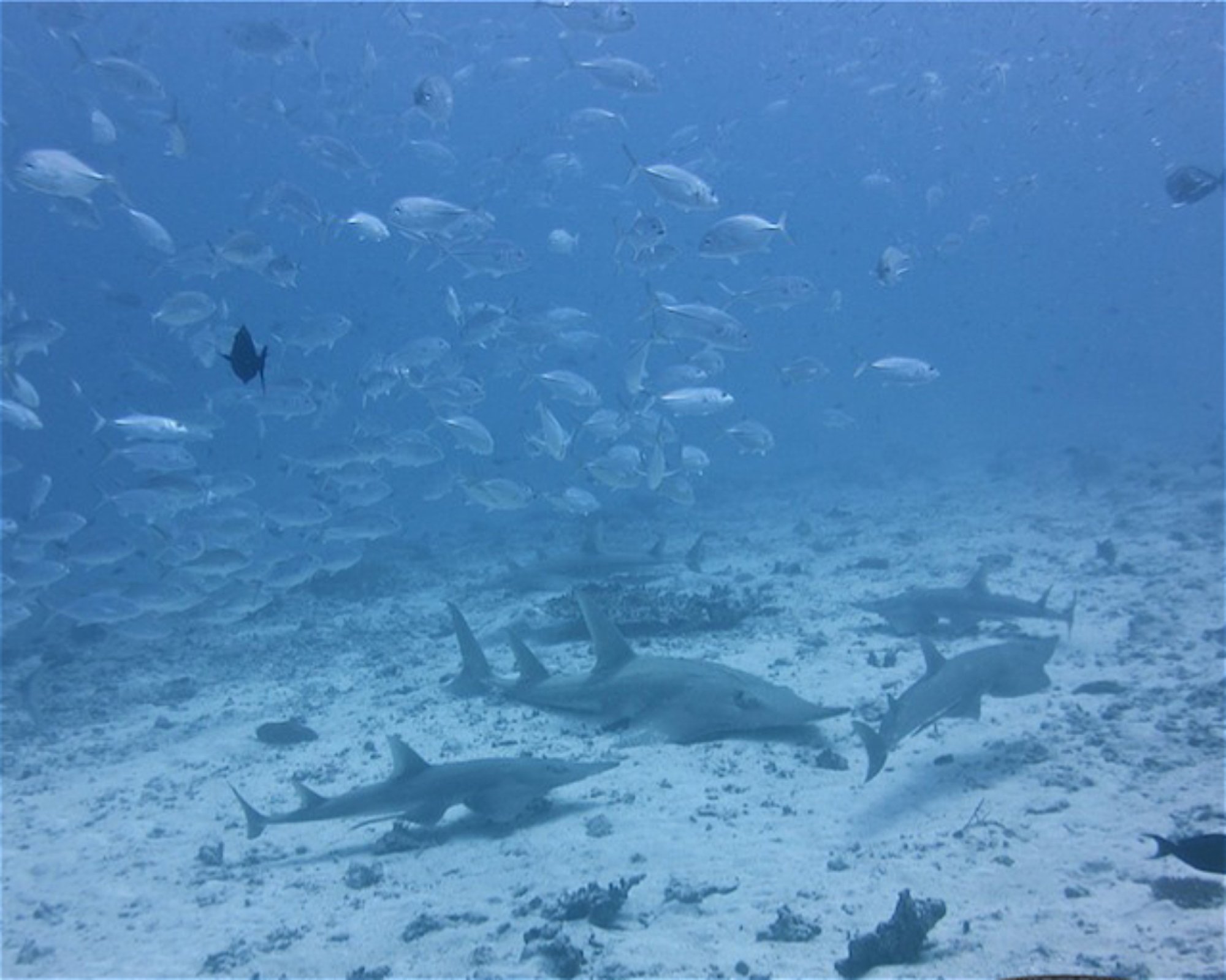 SUN SIYAM DIVING OLHUVELI, 2005 South Male Atoll