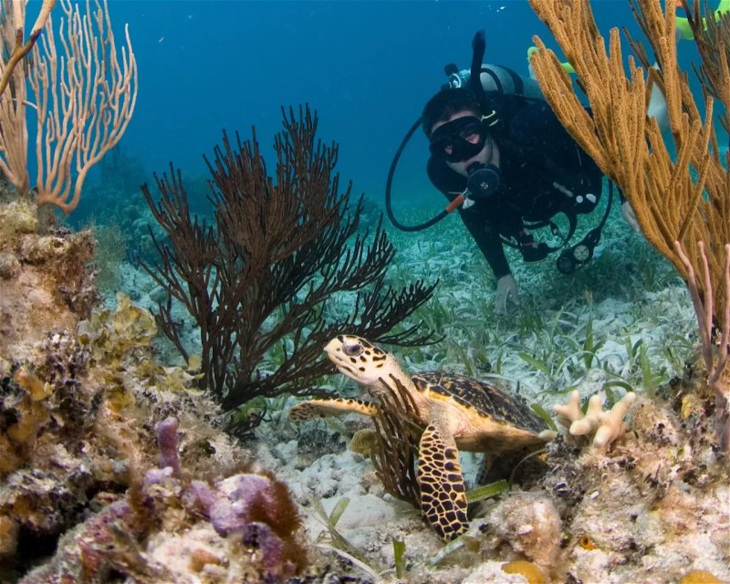 Divesite Image