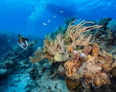 Roger’s Reef <span class="text-color-primary text-sm"> (★4.3)</span>