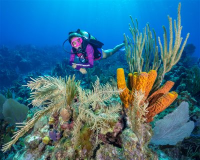 Omega Reef <span class="text-color-primary text-sm"> (★4.3)</span>
