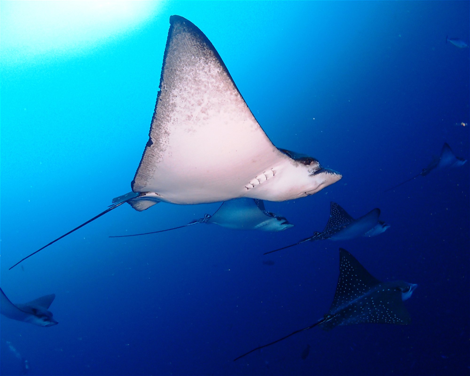 SUN SIYAM DIVING OLHUVELI, 2005 South Male Atoll