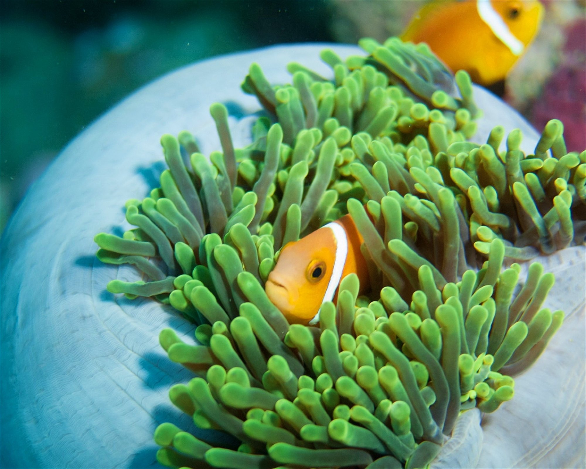 Maldives Passions, 08090 Maafushi