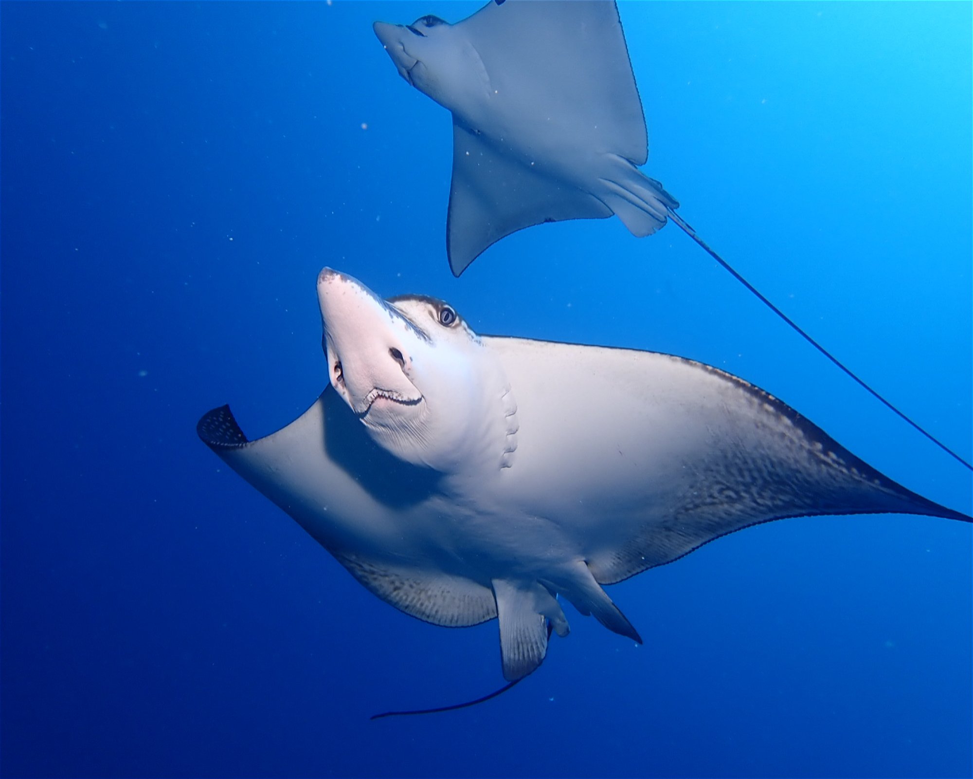 DivePoint Rannalhi, South Male Atoll