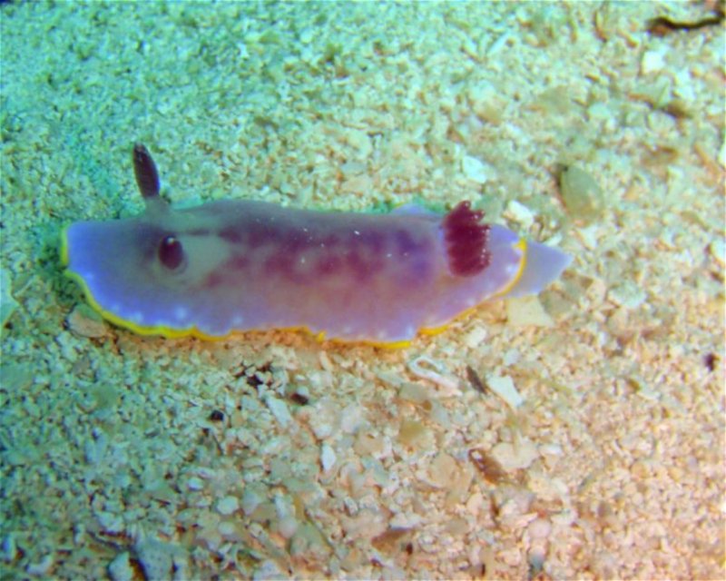 Divesite Image