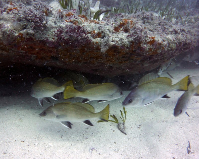 Divesite Image