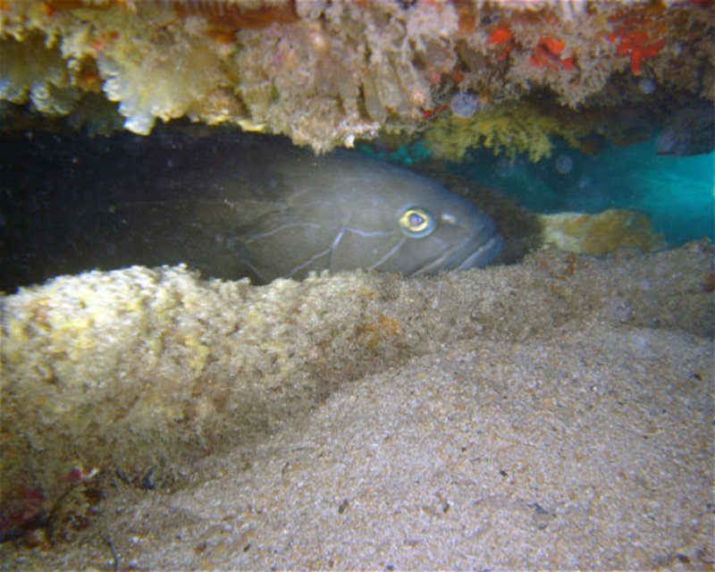 Divesite Image