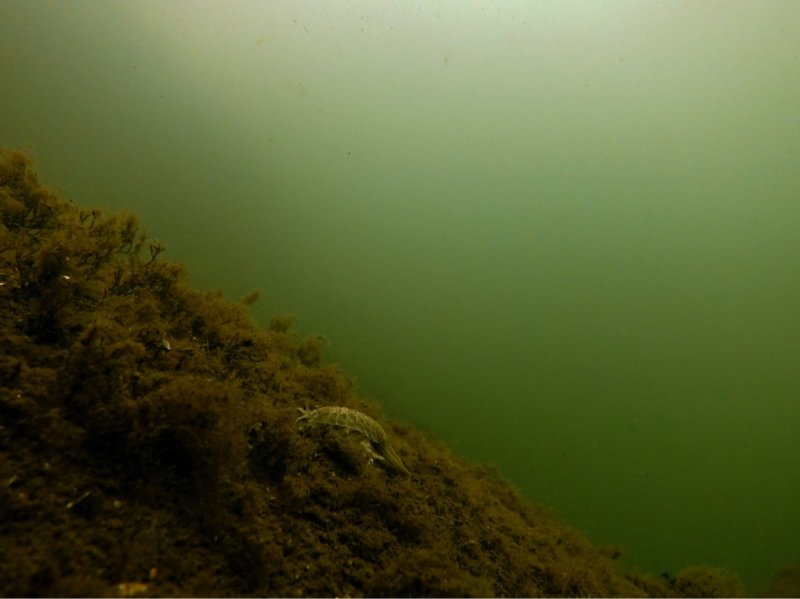 Divesite Image