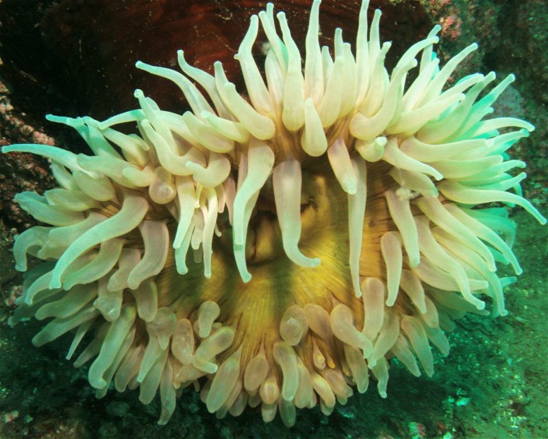 Divesite Image