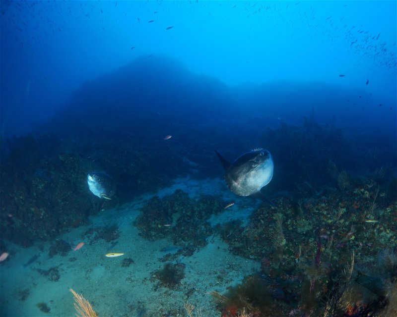 Divesite Image