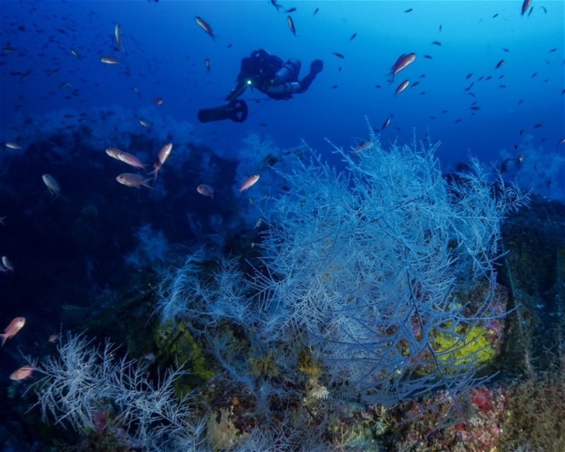 Divesite Image