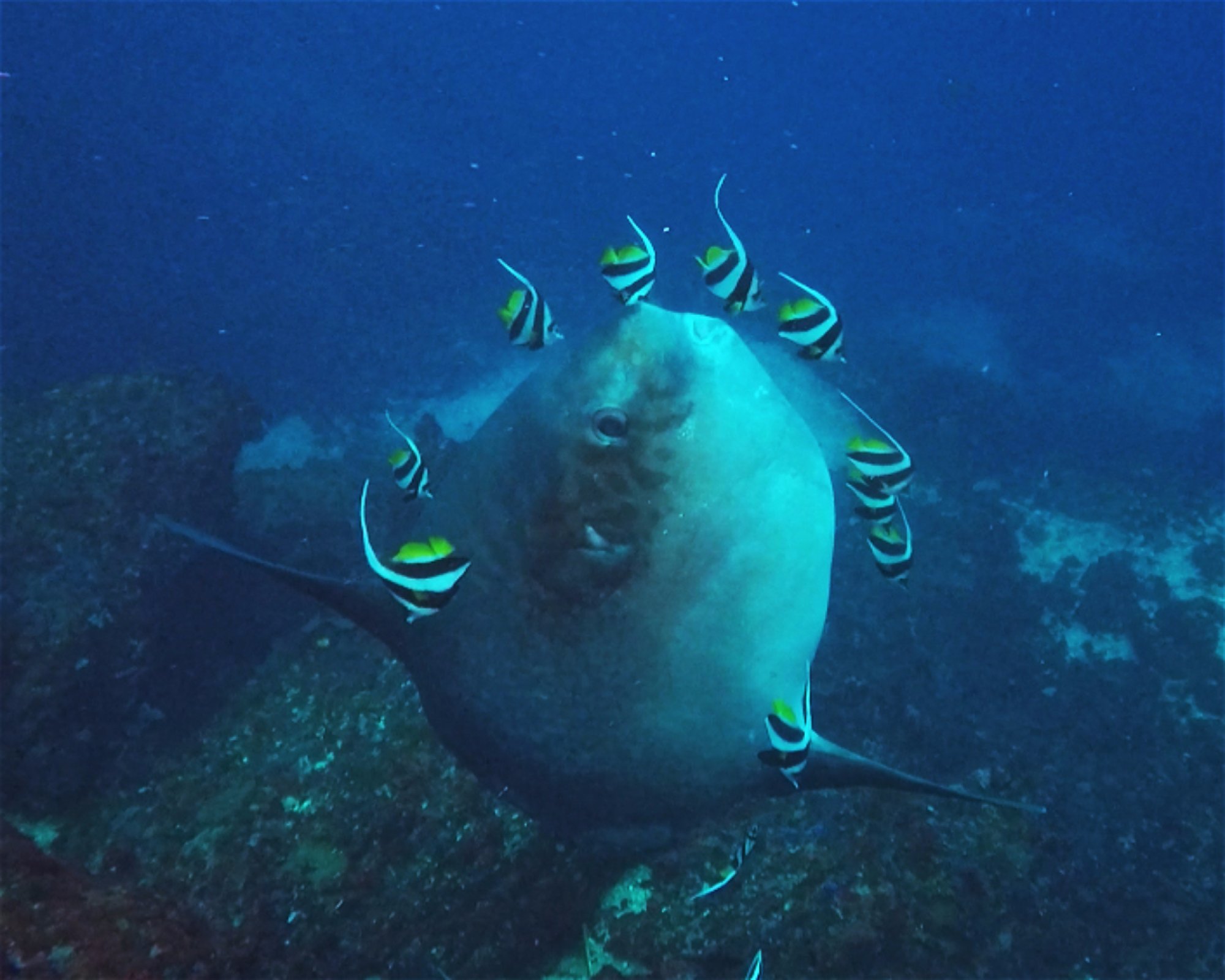 BALI FUN DIVING, 80224 Denpasar Selatan