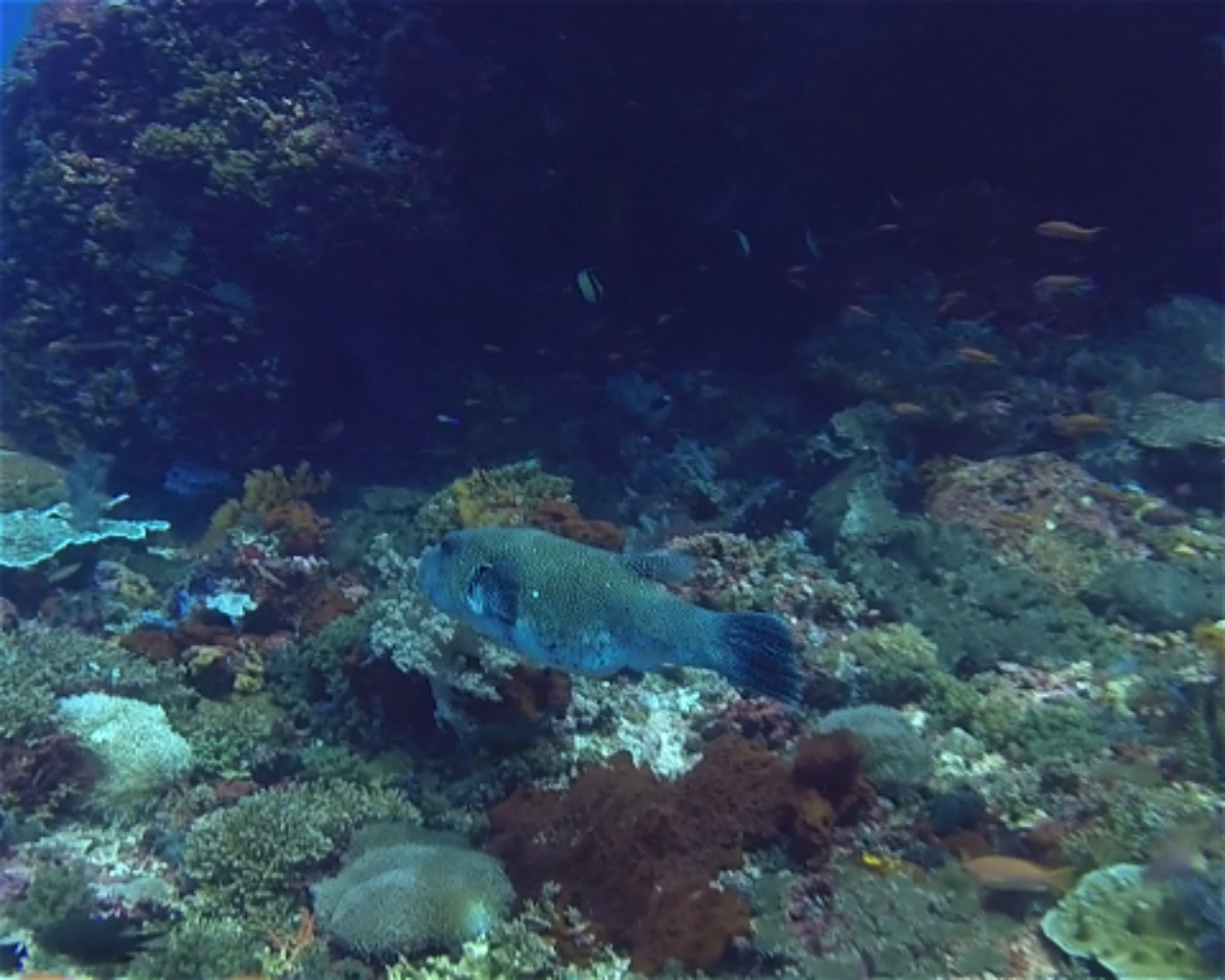 BALI FUN DIVING, 80224 Denpasar Selatan