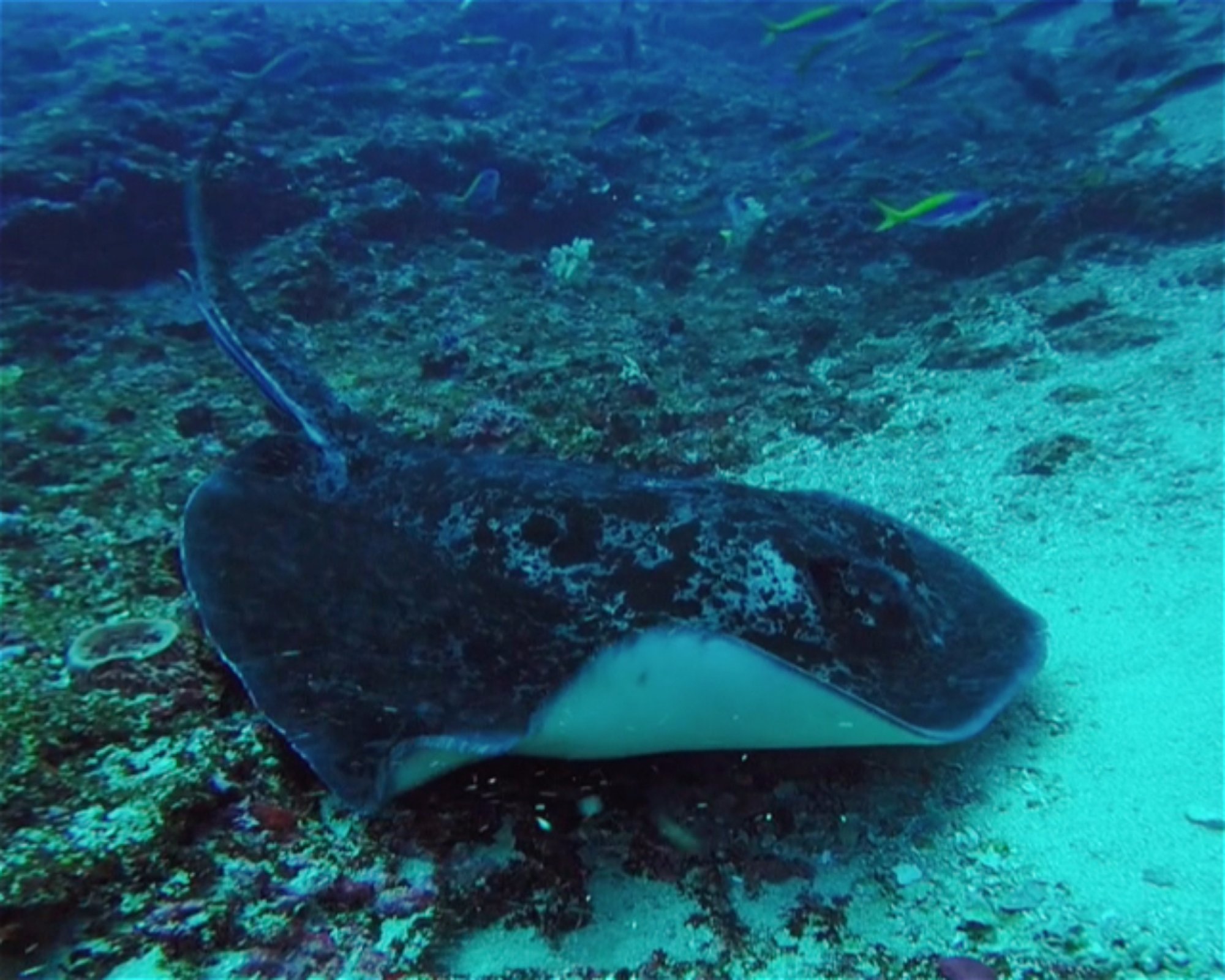 BALI FUN DIVING, 80224 Denpasar Selatan