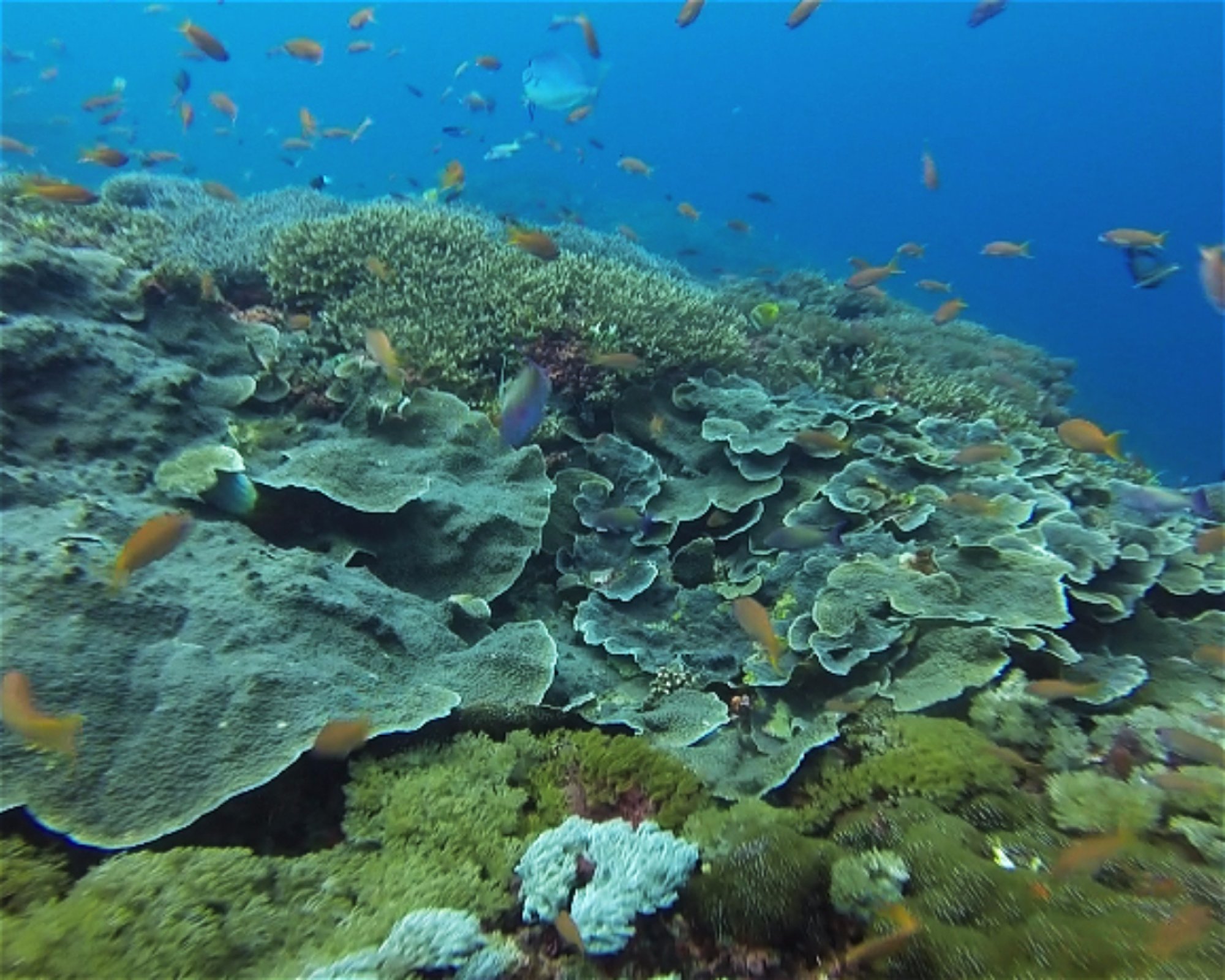 BALI FUN DIVING, 80224 Denpasar Selatan