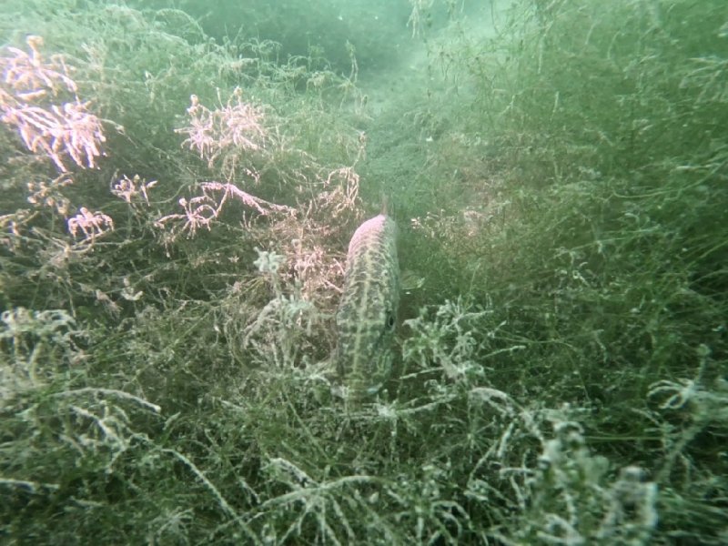 Divesite Image