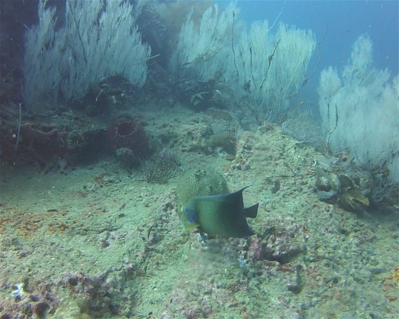 Divesite Image