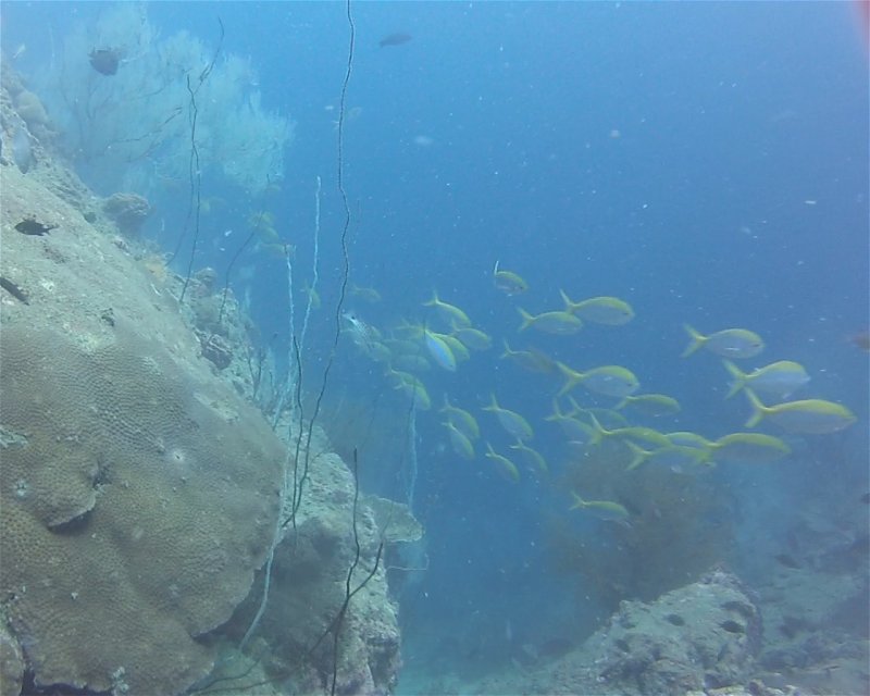 Divesite Image