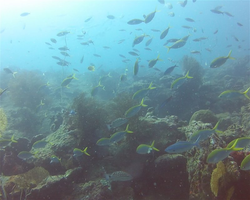 Divesite Image