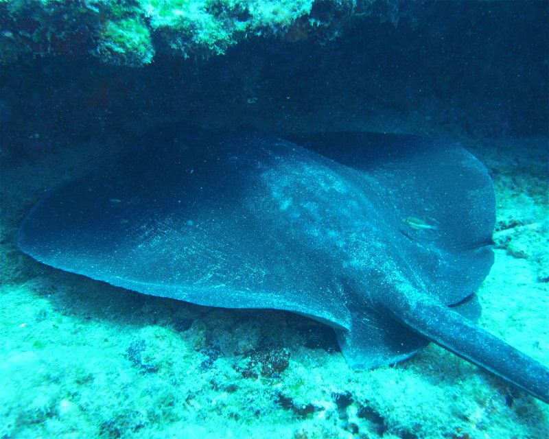 Divesite Image