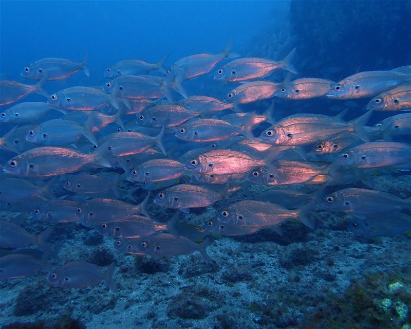 Divesite Image