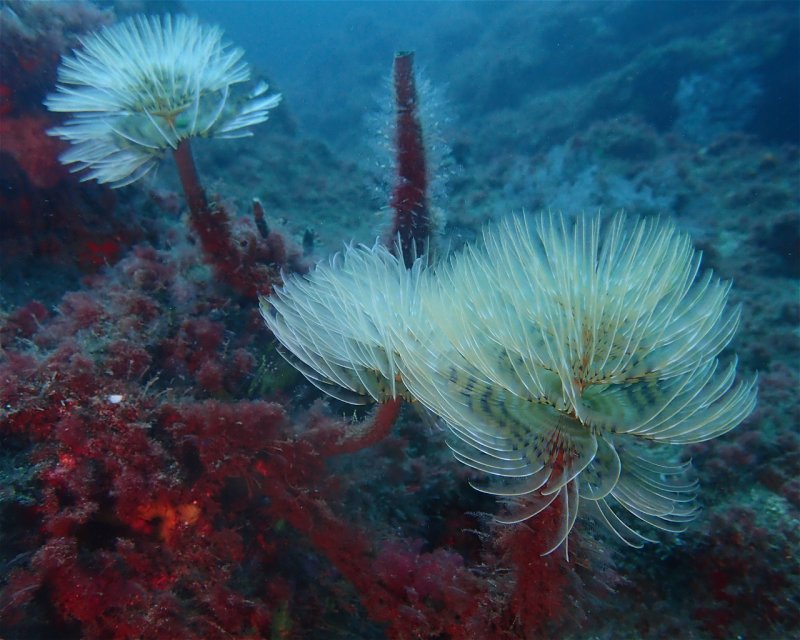 Divesite Image