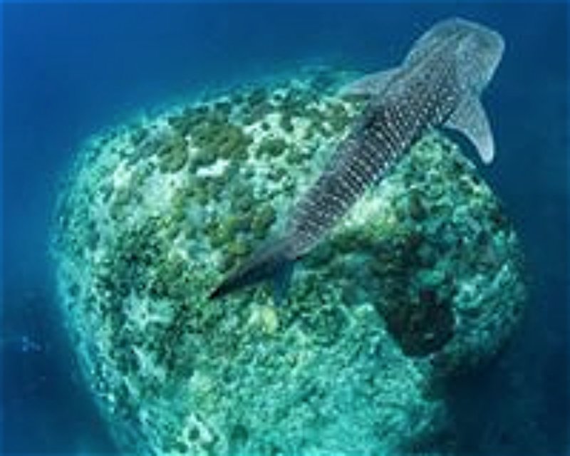 Divesite Image