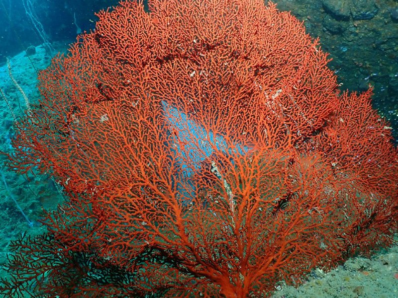 Divesite Image