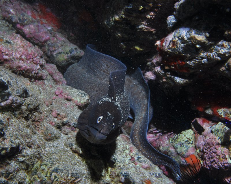 Divesite Image
