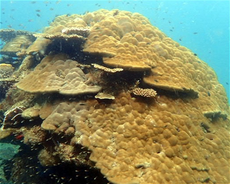 Divesite Image