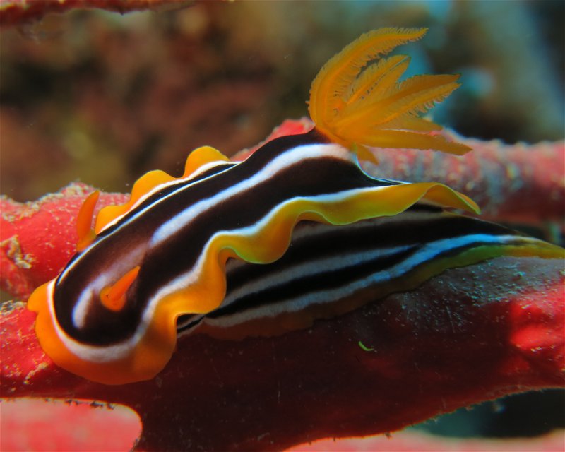 Divesite Image