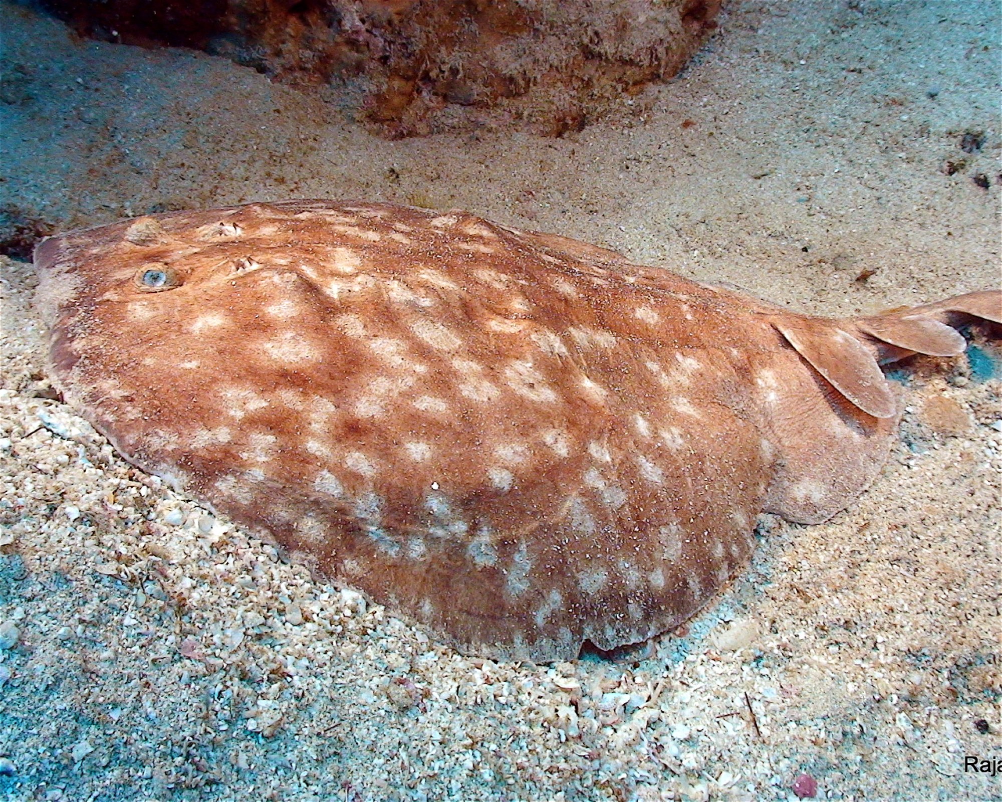 Sinai Divers Aqaba, 77110 Aqaba