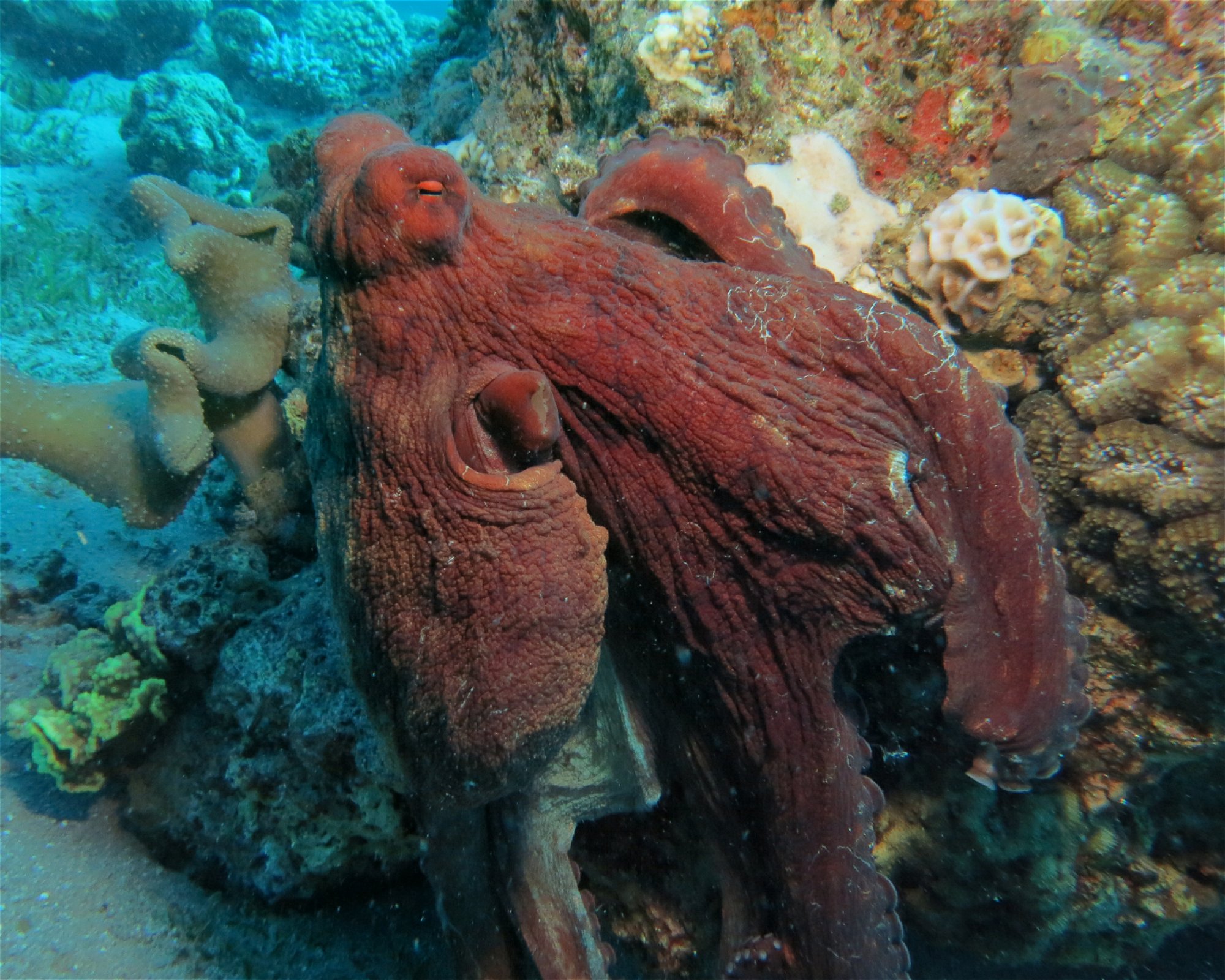 Sinai Divers Aqaba, 77110 Aqaba
