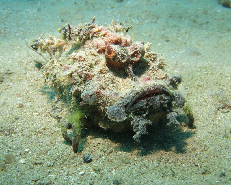 Divesite Image