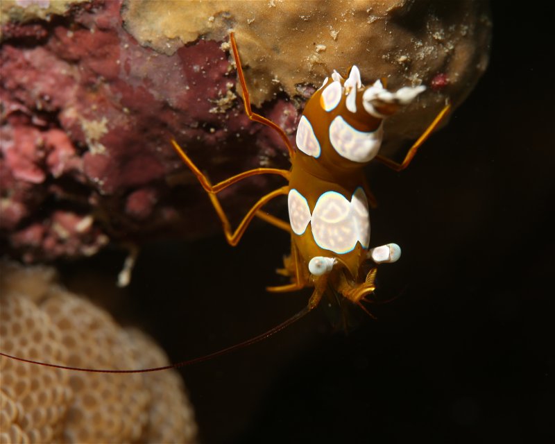 Divesite Image